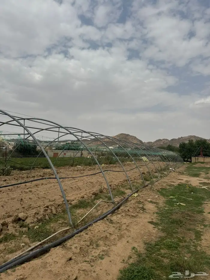 محميات فرنسي اصلي 2