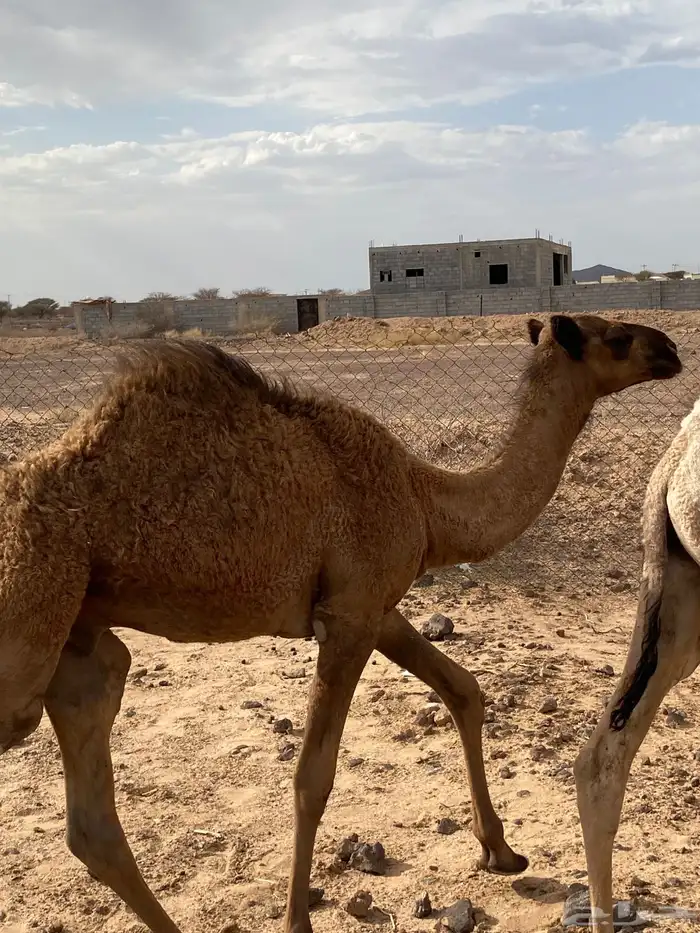 مجهم خلفة 3
