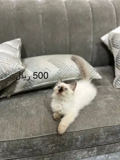 قطط للبيع index