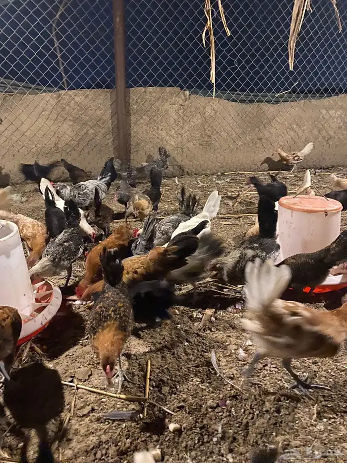 صيصان بلدي(تم البيع) 0