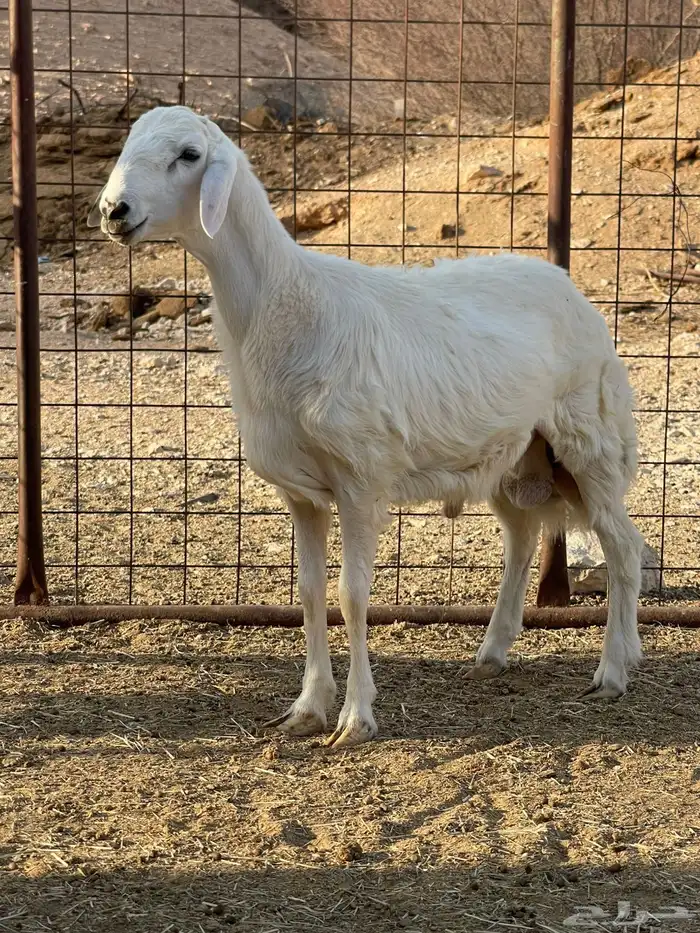 خروف حري مغلق فل 0
