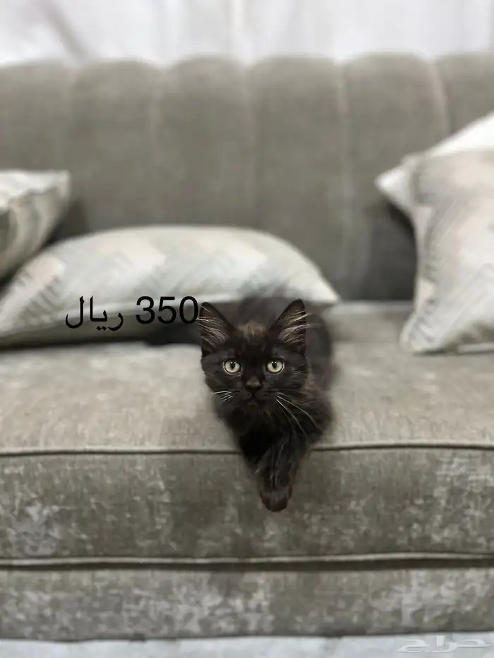 قطط للبيع 2