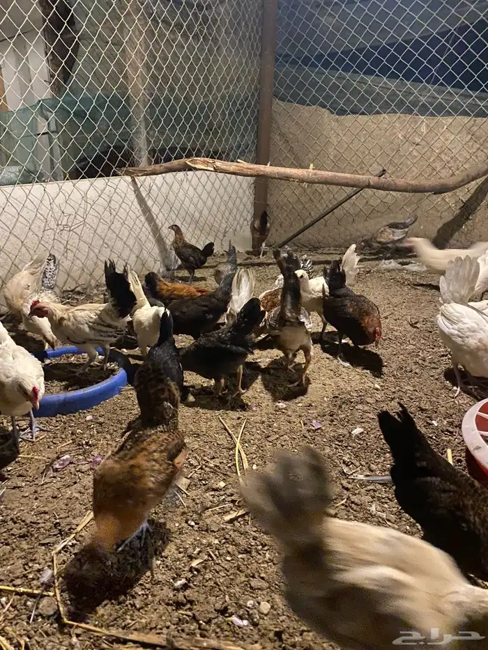 صيصان بلدي(تم البيع) 1