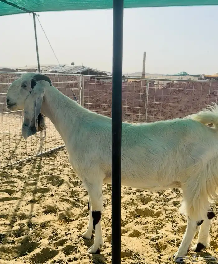 عنز مشروكه دافع 1