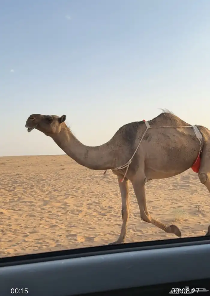 عشراء صفراء منتج 0