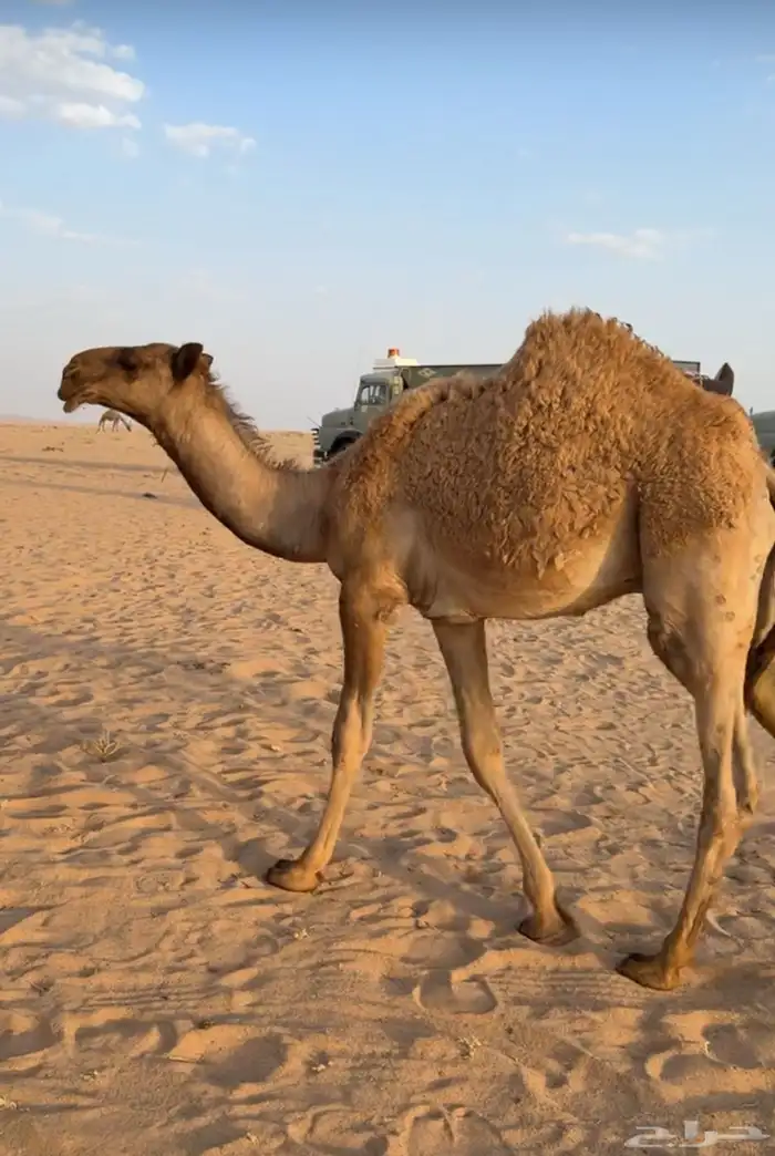 عشراء صفراء منتج 3