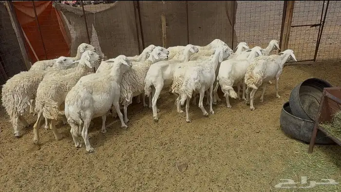 ضان حريات حرش مراح واحد 3