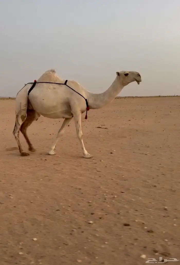 ناقه عشرا كفو 3
