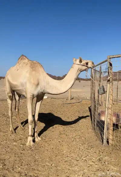 بكره ذلول اصيل ساس قوي index