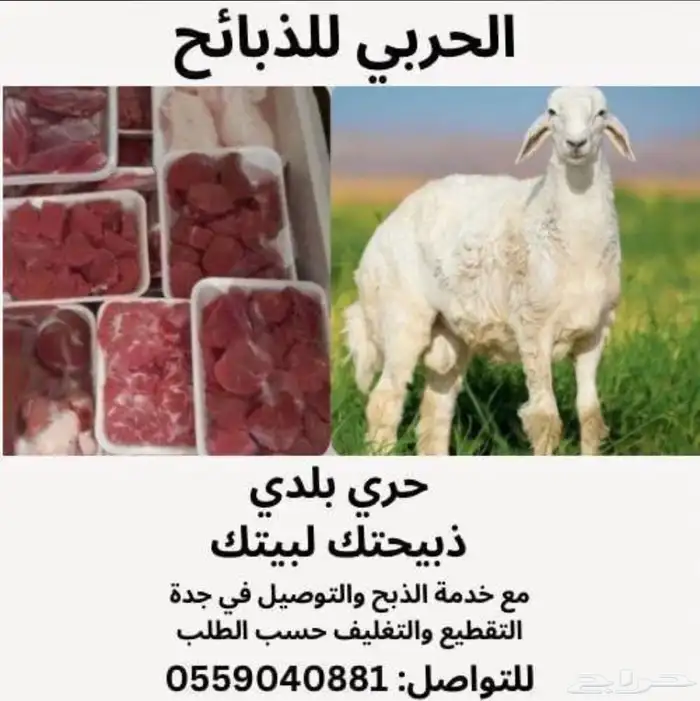 طليان ذبائح تيوس ذبائح 0