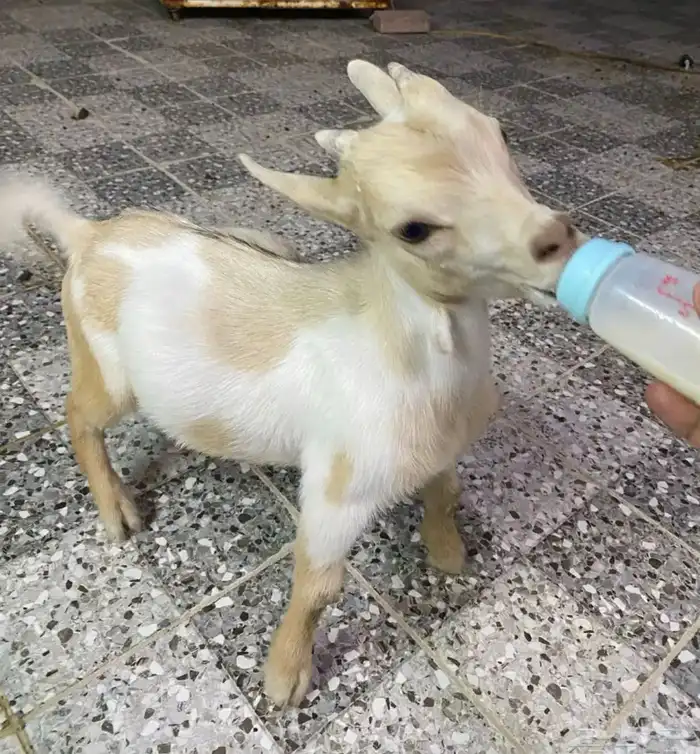 ماعز قزم للبيع 0