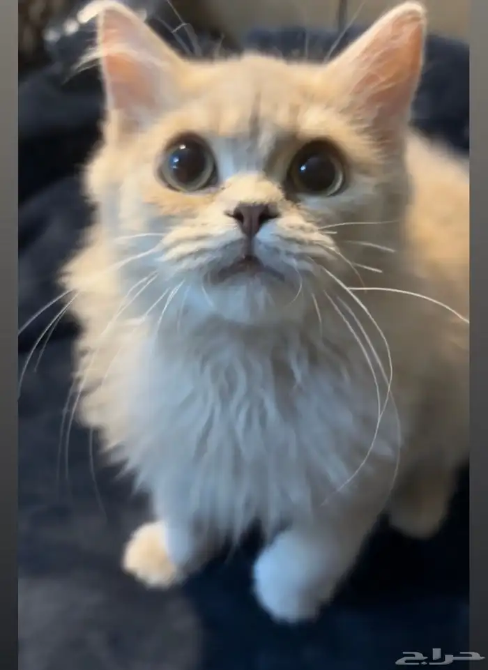 قط منزل 1