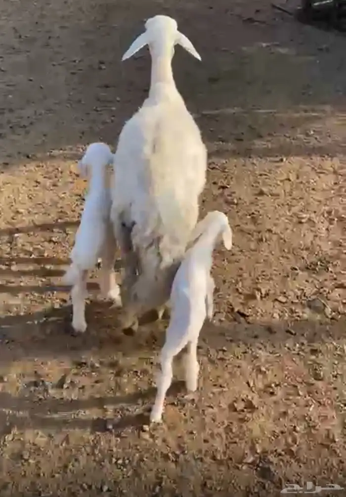 غنم اللبيع واحد ساكنيه وحده حريه سنه سديس كل واحد معه طلي 0