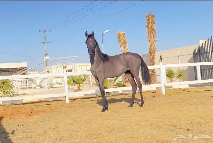 حصان 9