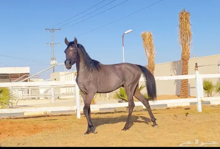 حصان 11