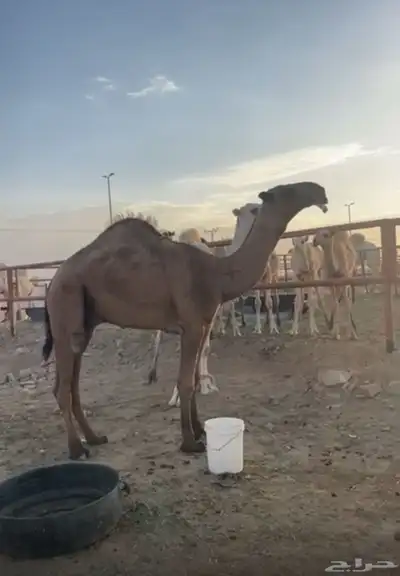 قعود طيب للبيع index