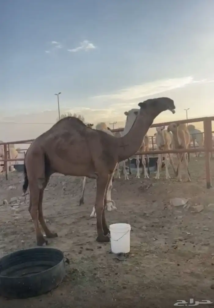قعود طيب للبيع 0