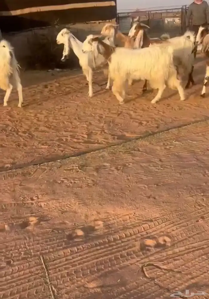 معزاء مشاريك مصري 0