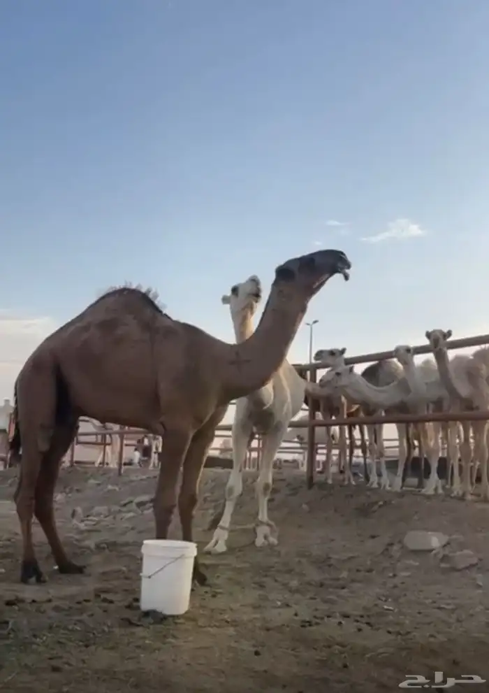 قعود طيب للبيع 1
