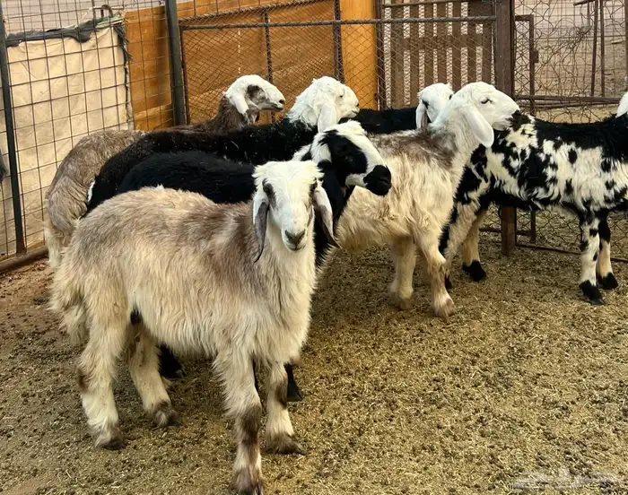 طليان نجد طيبه 3