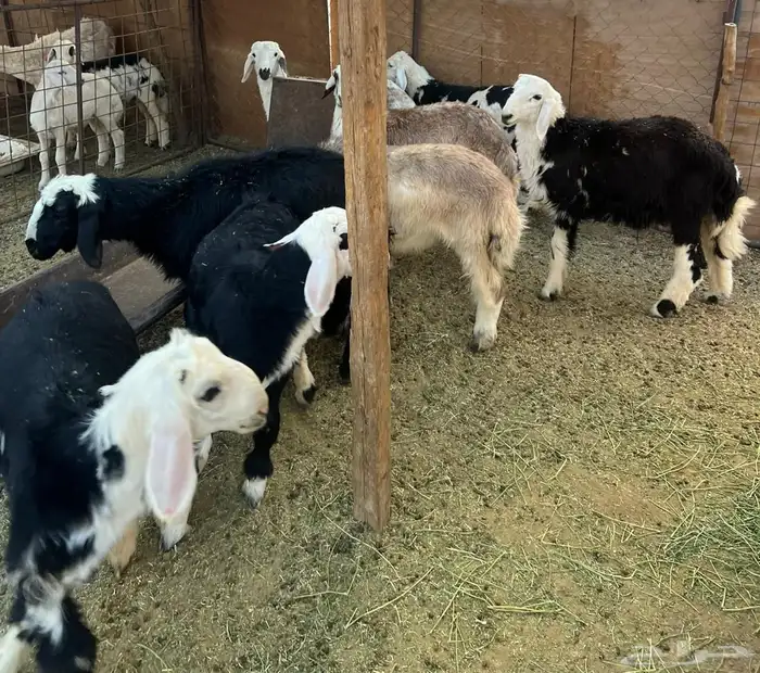 طليان نجد طيبه 2