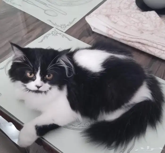 قطط شيرازي مستوى عالي 1