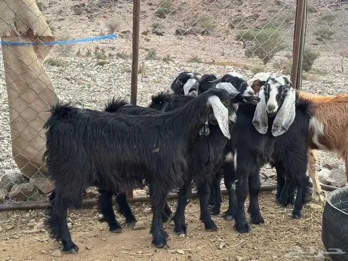 تيوس 2