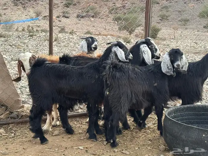 تيوس 0