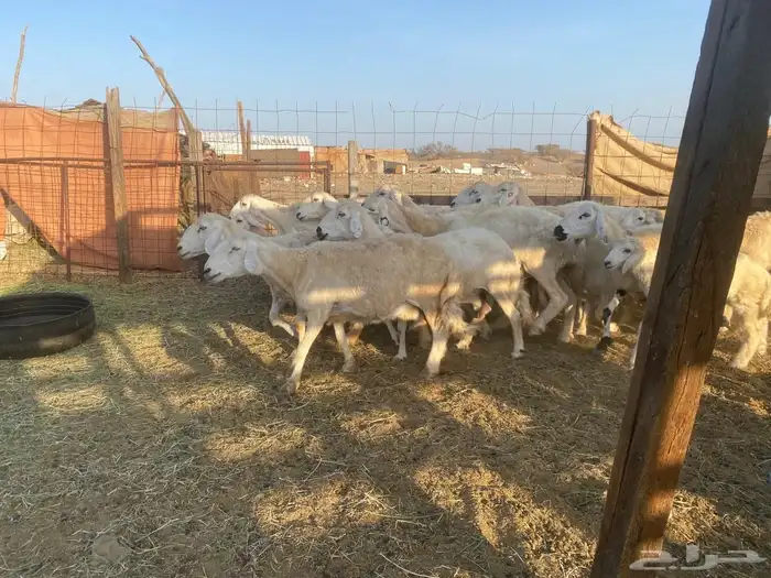 للبيع ضأن حريه ولد بهمها ذبايح 23