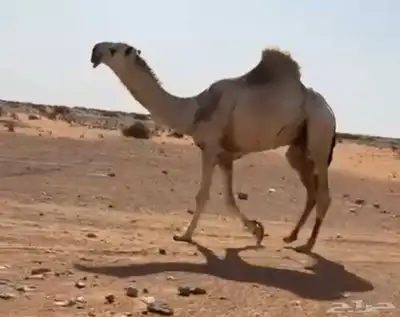 قعود باتلي طييب سنه يجذع ابوه ولد هود مضيم سوم 18 index