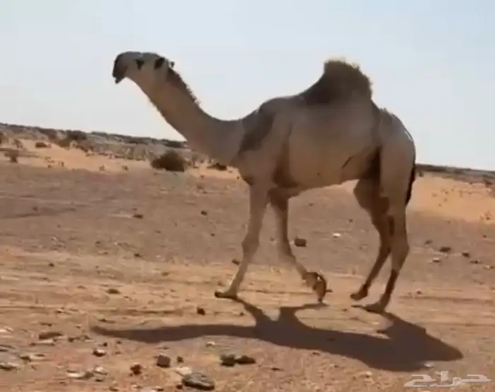 قعود باتلي طييب سنه يجذع ابوه ولد هود مضيم سوم 18 0