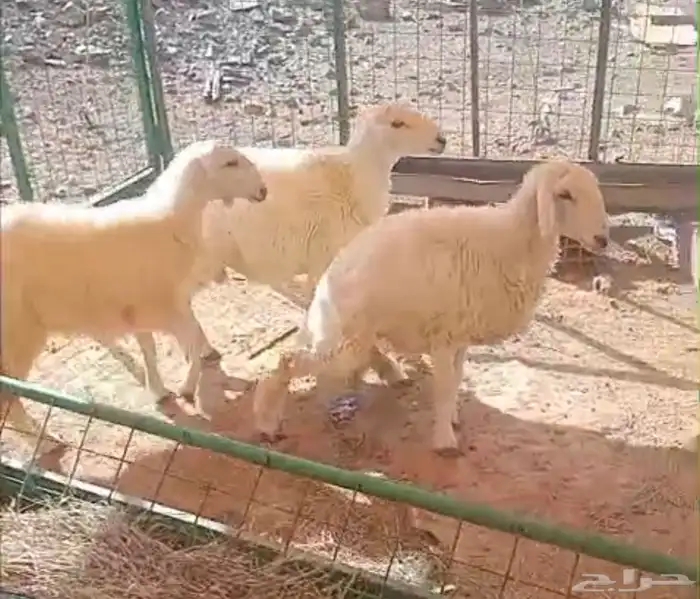 طليان 1