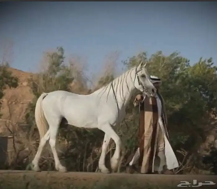 مطلوب حصان اصفر شيخ قطعه وجباره يجي خااص 0