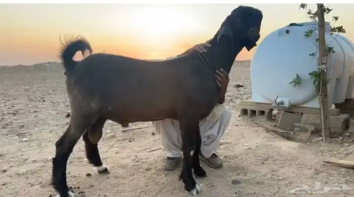 جذع شامي جرم تب 0