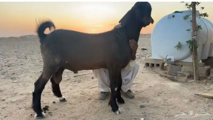 جذع شامي جرم تب 1