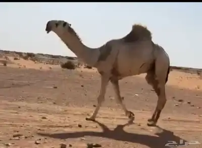 قعود باتلي طييب سنه يجذع ابوه ولد هود مضيم سوم 18 index