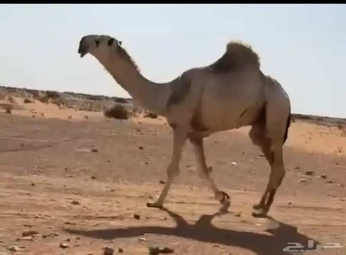 قعود باتلي طييب سنه يجذع ابوه ولد هود مضيم سوم 18 1