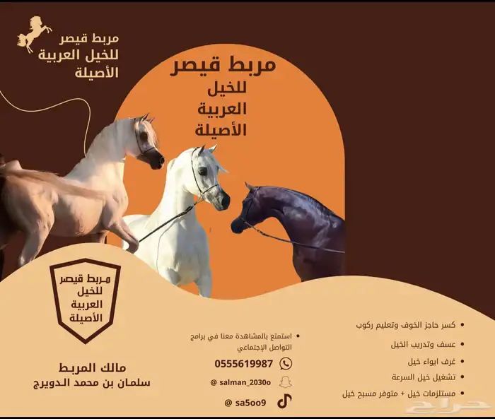 مربط الخيل العربي 0