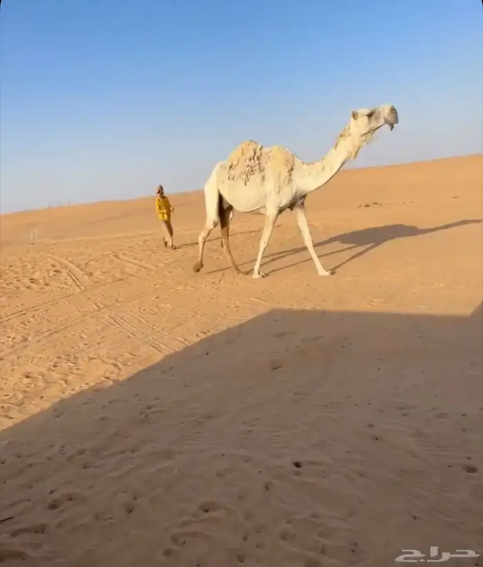 قعود كفووو 1