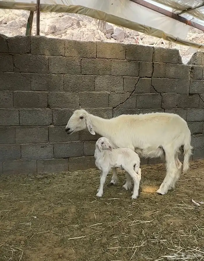 نعجه متبع عليها خروف سديس 0