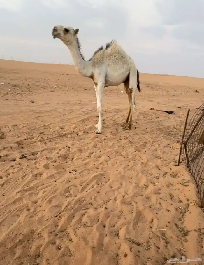 قعود كفووو 0