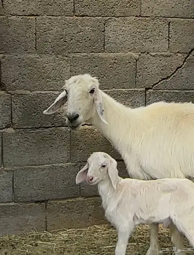 نعجه متبع عليها خروف سديس index