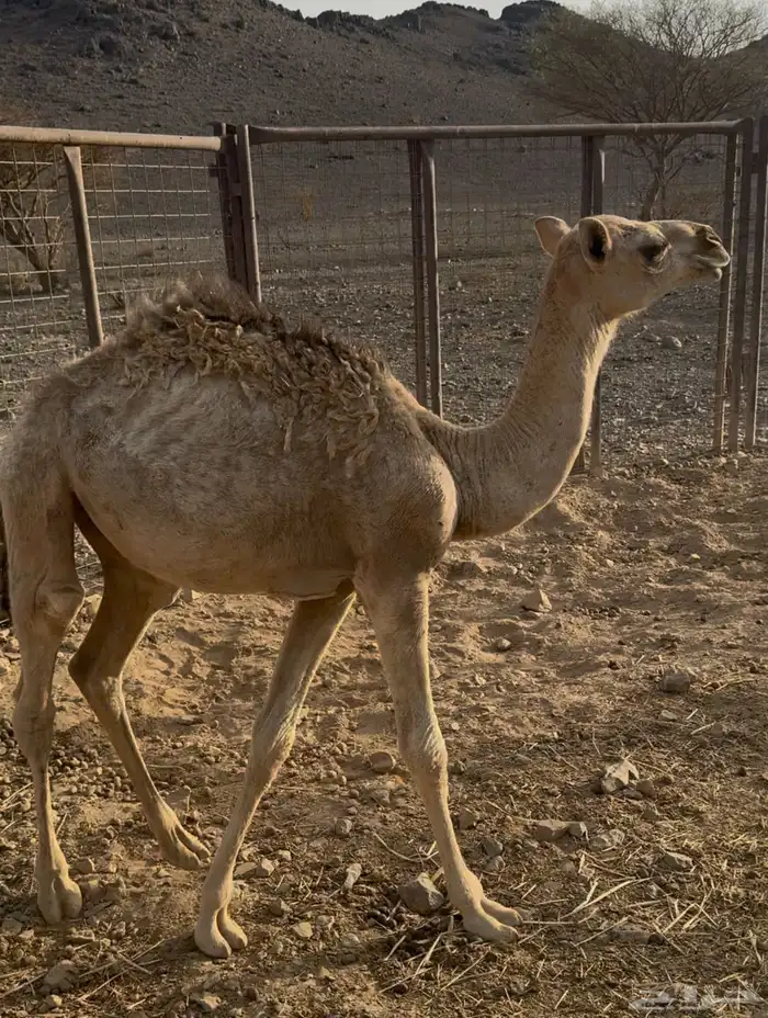 قعود للبيع 0