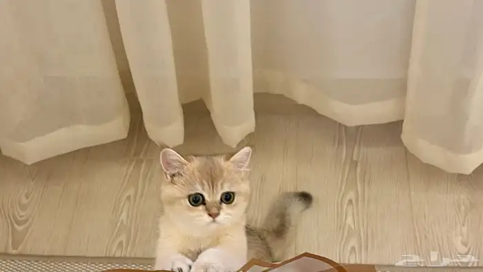 قطه سكوتش برتش 1