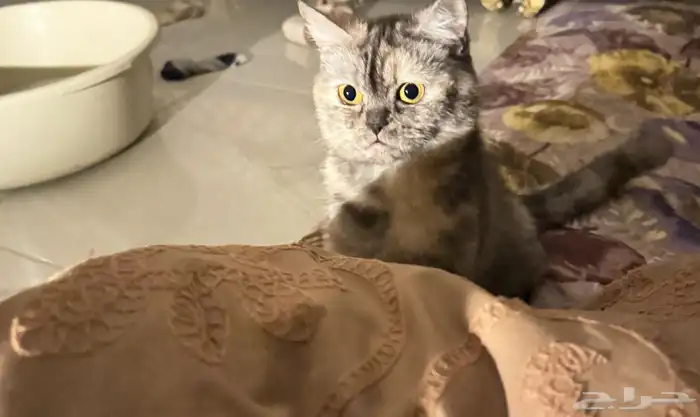 للتبني بدون مقابل 2