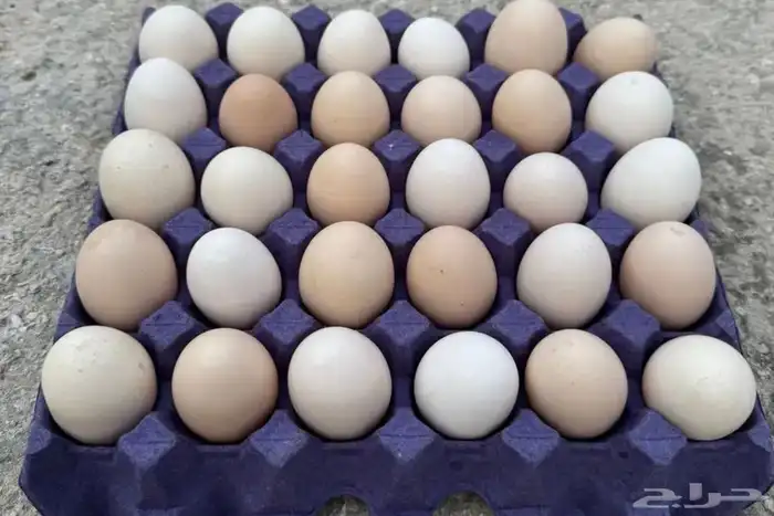 بيض براهما كولمبي كونك 0