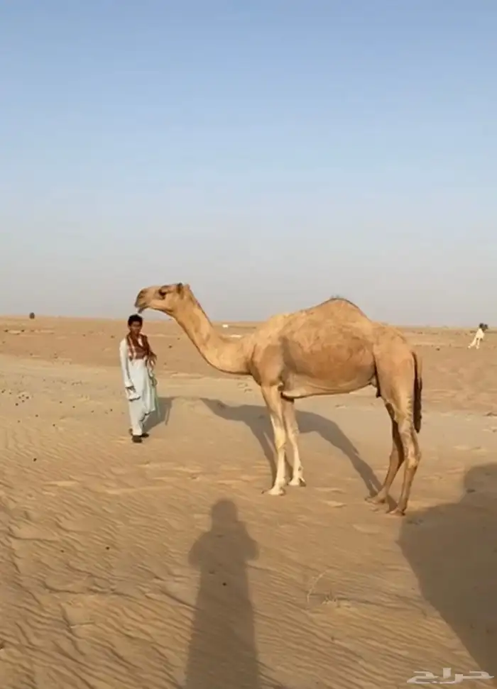 عشرا للبيع 1