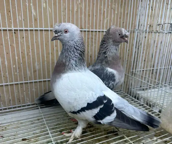 مطلوب حمام زينه 0