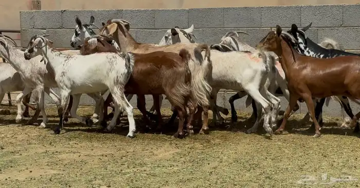 معزا جنوبيات طيبه الغالب دفيع وضريع العدد 15 3