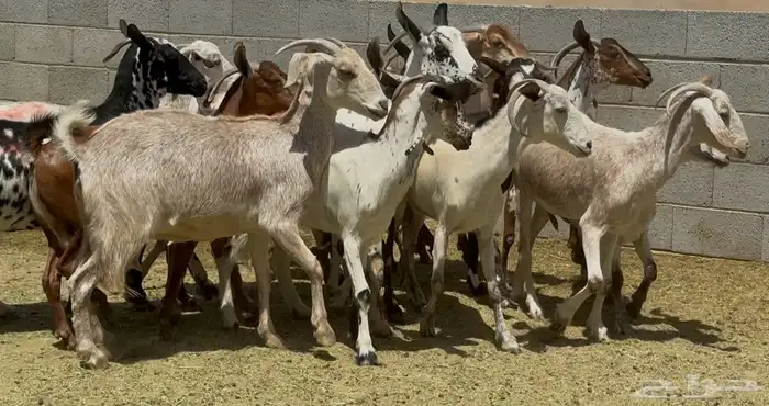 معزا جنوبيات طيبه الغالب دفيع وضريع العدد 15 0
